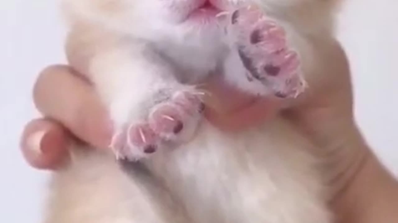 The most cute and beautiful pets |Must watch this video