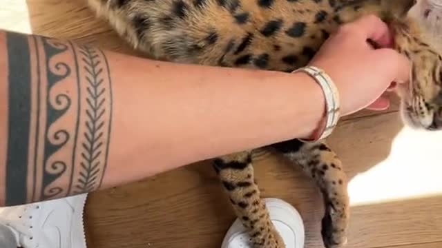 Can I get a hi btw this is so cute 😊