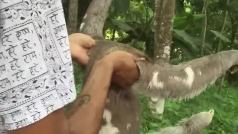 Look like monkey but not a monkey this is pet animal very funny