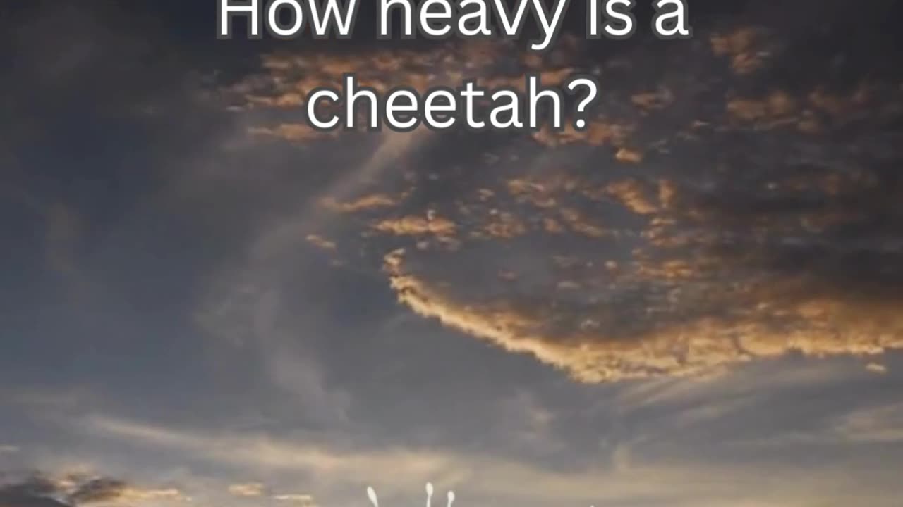 Cheetah Fact 3 - How heavy is a cheetah?