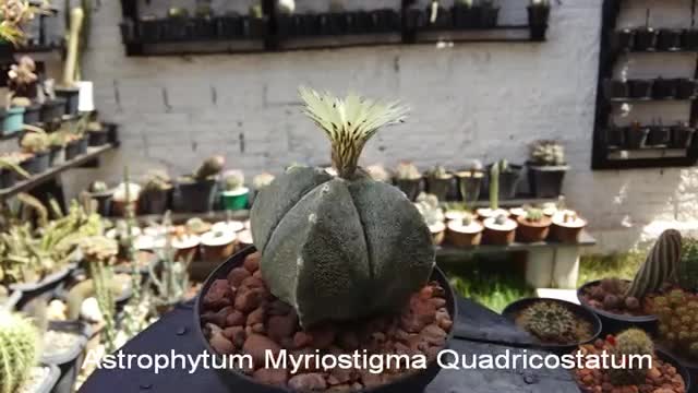Astrophytum Myriostigma Quadricostatum