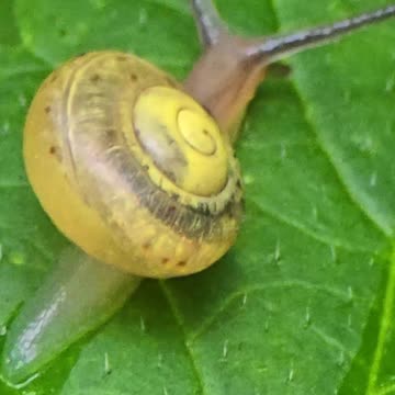 Mini snail close-up / beautiful snail with house on a leaf.