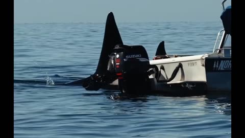 stay calm... Killer whales passing