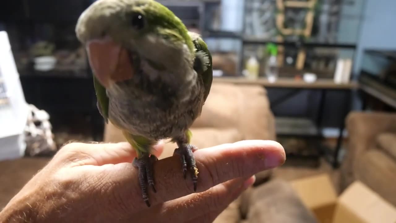 Quaker Parrot "Toby Angel" 01 (The Zookeeper)