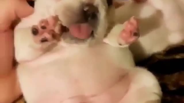 cute puppy