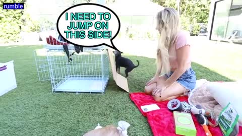 Surprising Our Dogs With Bunk Beds_p9