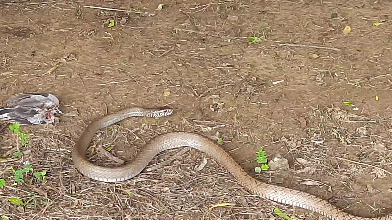 Hungry Snake