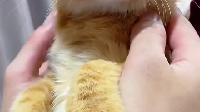 What happened to this cat?