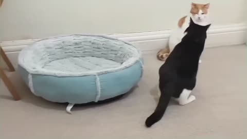 Cats Fight Over Bed