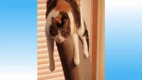 Cute Pets And Funny Moments Animals