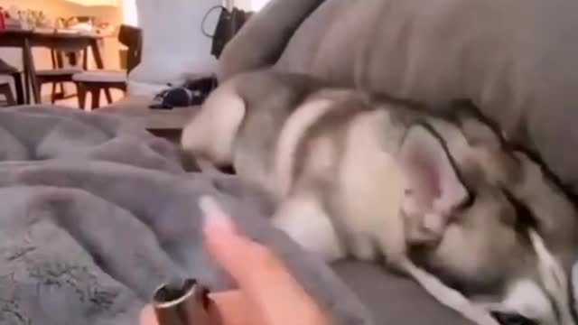 Funny Dogs and Cats 🤣 #shorts #funnyvideos #short #animais #pets #videosdehumor #laugh