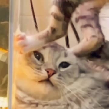 Cute and Funny Cat #13