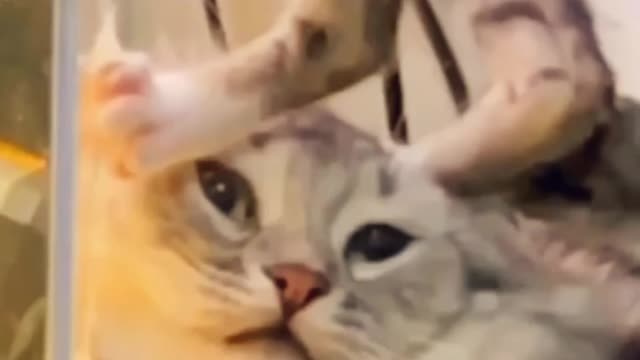 Cute and Funny Cat #13