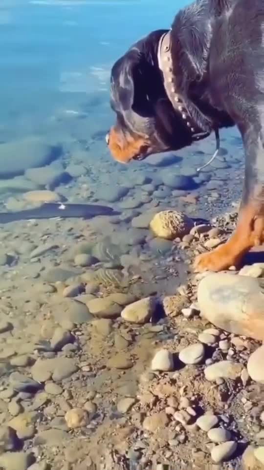 ROTTWEILER HUNT FISH.mp4