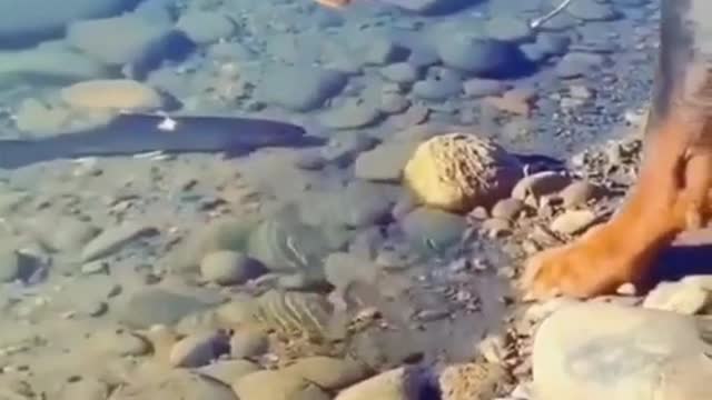 ROTTWEILER HUNT FISH.mp4