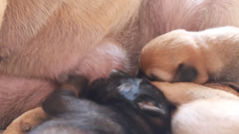 How cute Puppies Feeding From Mother