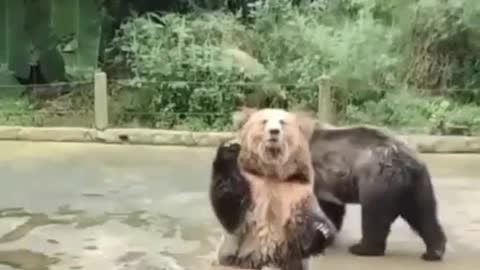 Bear's party