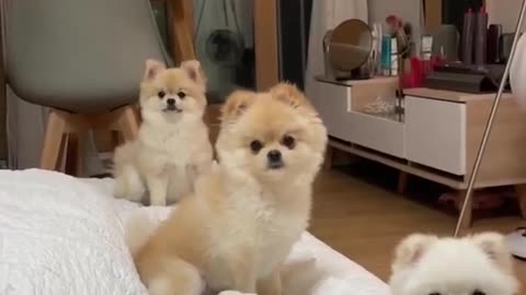 Cute Dog Trending Video