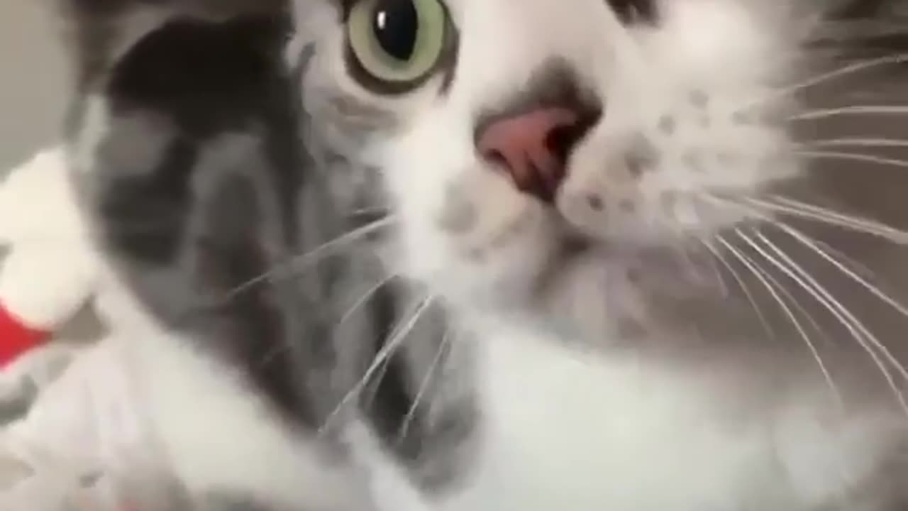 Cute cat playing with a man