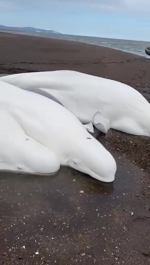 😍😍😍 Four beluga whale adults and a calf,