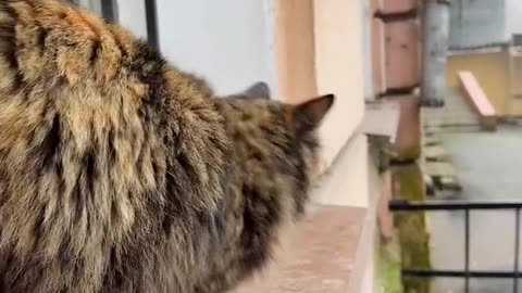 Cute and funny cat video