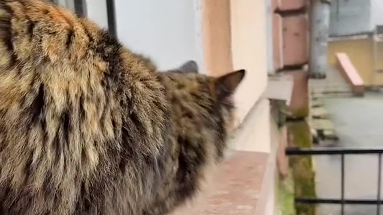 Cute and funny cat video