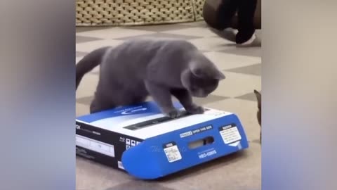 Best Funny Animal Videos Of The 2023 🤣 - Funniest Cats And Dogs Videos 😺😍.mp4