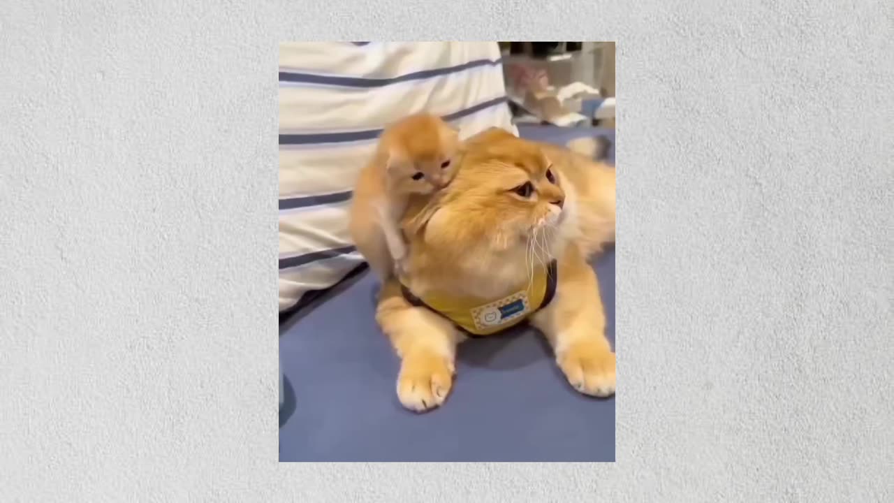 Funny cats and clumsy mom cats 😻😸talking cats