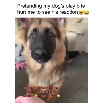 Ultimate Baby Dogs - Cute And Funny Dog Videos Compilation #shorts