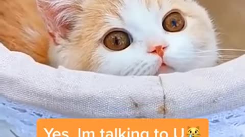 animal so cute just a relaxing video
