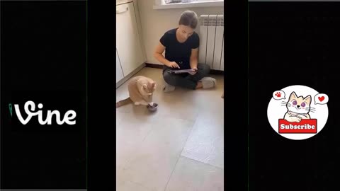 Best Funny Animal Videos Of The 2023 🤣 - Funniest Cats And Dogs Videos 😺😍😂🐶 Funny cat & dog videos 😍