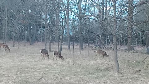 Part 1 DEER IN FIELD OTHER PART WI