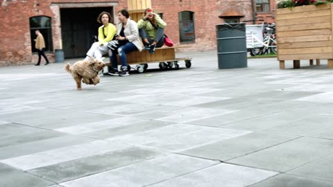 The lovely dog is so happy to find his friend