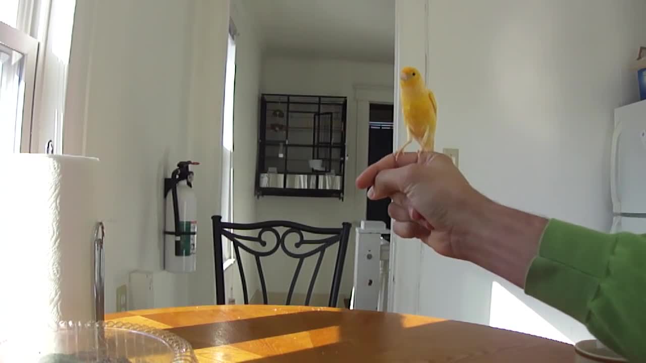 BEST trained canary EVER