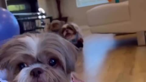 2. "You Won't Be Able to Resist Laughing at These Adorable Baby Dog Antics"