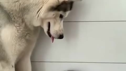 husky dog best friend cute cat