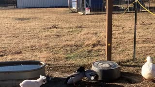 Baby Goat Watches Ducks Duke it Out
