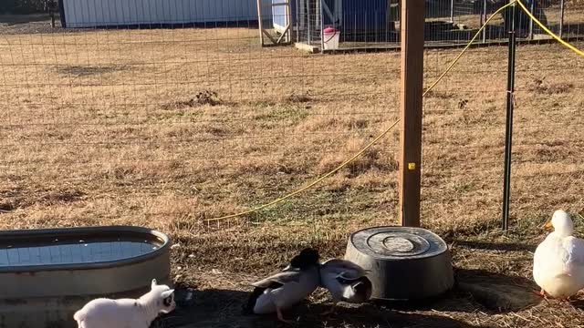 Baby Goat Watches Ducks Duke it Out