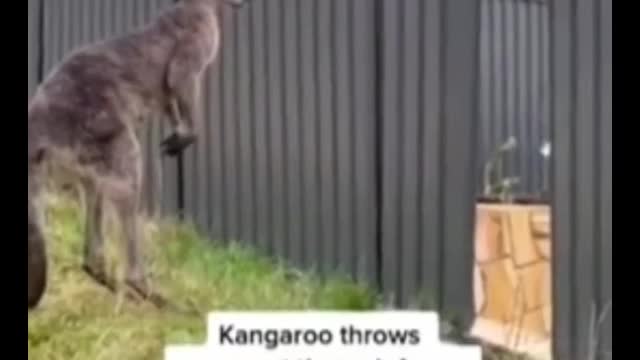 Oh, my God. Did you see it at the end? Two kangaroos fight