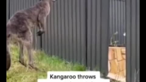 Oh, my God. Did you see it at the end? Two kangaroos fight