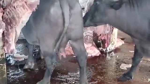 Final Moment Of Cow🥹🥹