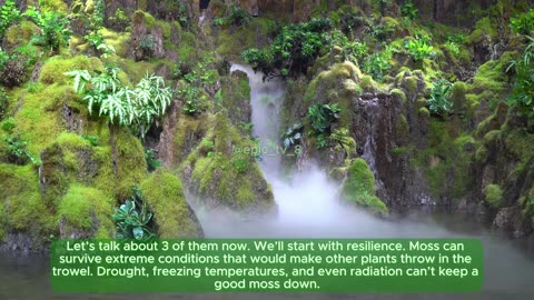 💚Moss: Nature’s Green Carpet and Unsung Hero