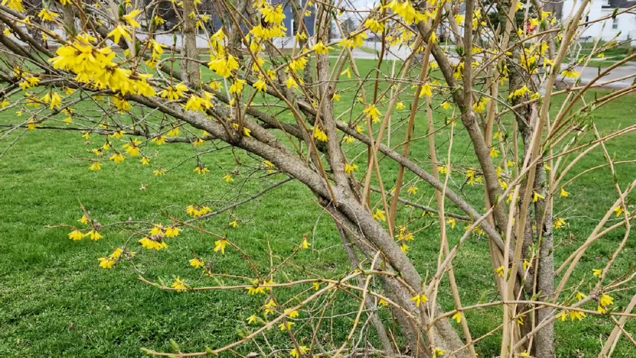 A spring day