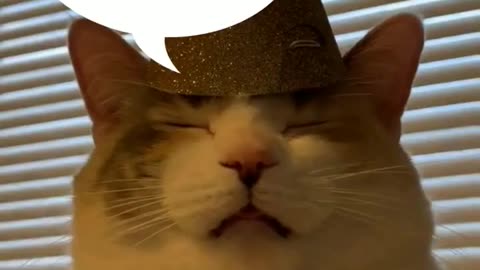 funny animals!!