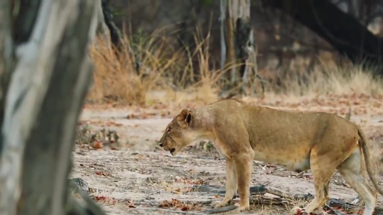 Lion meeting