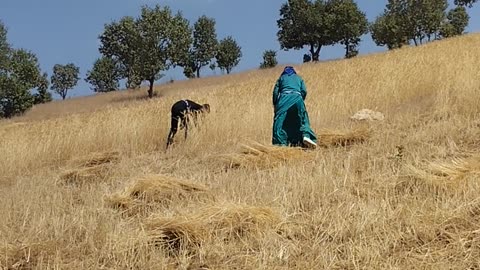 At the time of farming with a local song