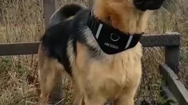dog barking like a pro dog sound dog voice || Cutes dogs | Cutest dog in the world | cute clips 2022