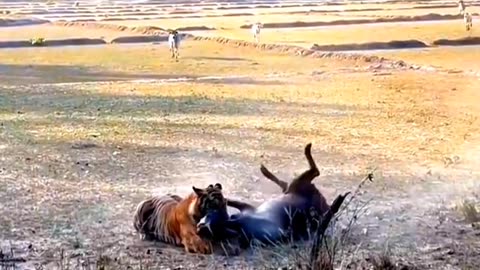 Tiger Vs cow in a forest fight together #forest
