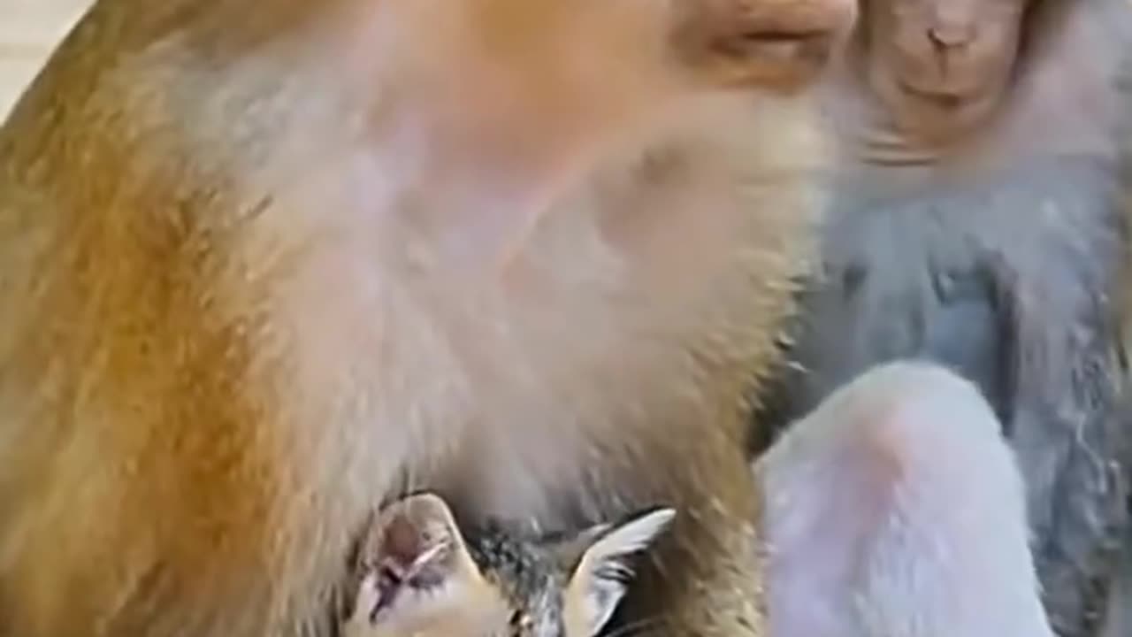 An abandoned kitten is adopted by a monkey