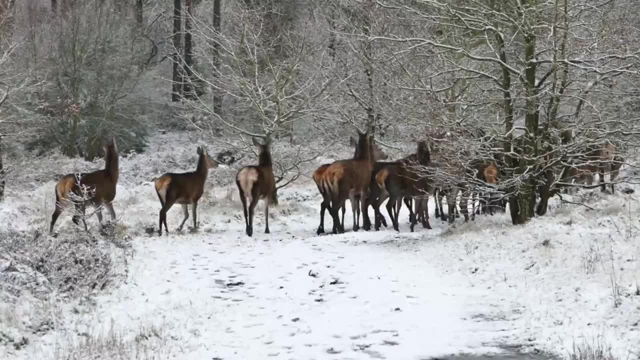 A Herd Of Deer In Season